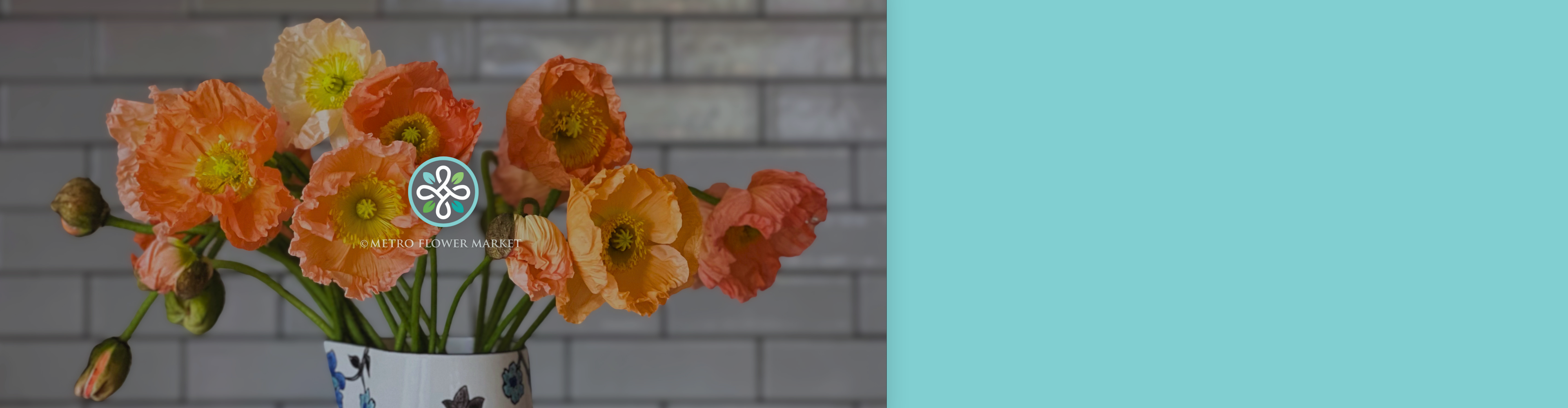 Peach, orange, and coral poppies sitting upright in a blue and white vase in a kitchen setting with a white tile backsplash in the background. An MFM logo is overlayed.