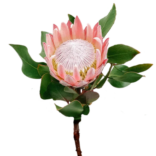 Protea, King
