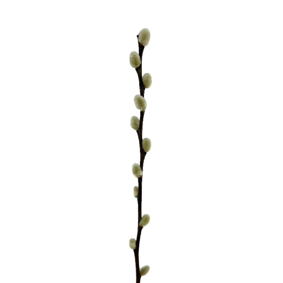 Pussy Willow Branch