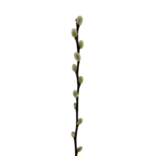 Pussy Willow Branch