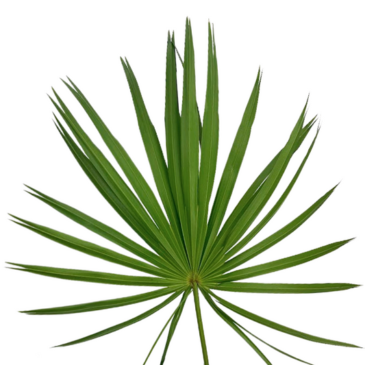 Palmetto