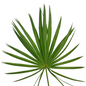 PALMETTO (10 STEM BUNCH)