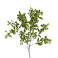 PITTOSPORUM NIGRA (10 STEM BUNCH)