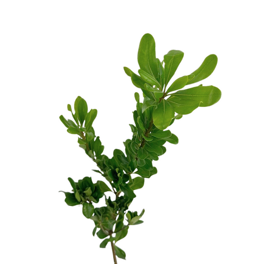 Pittosporum (10 stems)