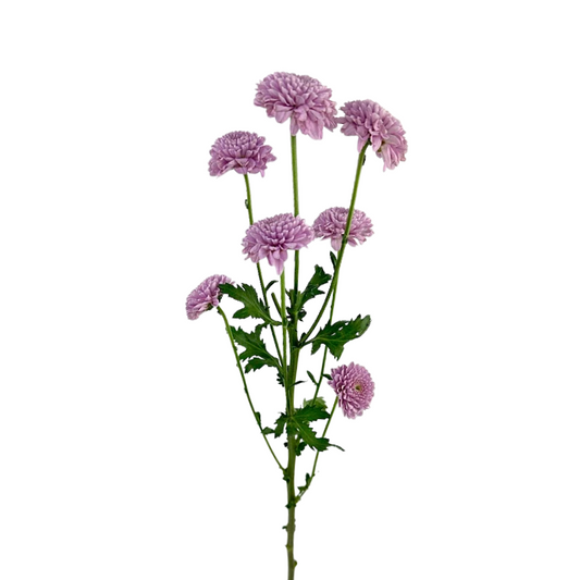 Poms Button Lavender
