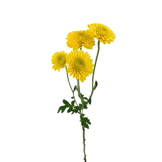 Poms Button Yellow