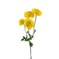 POM BUTTON YELLOW (7 STEM BUNCH)