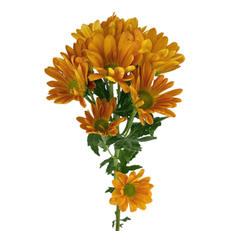 Pompom Daisy Orange Colorado Springs