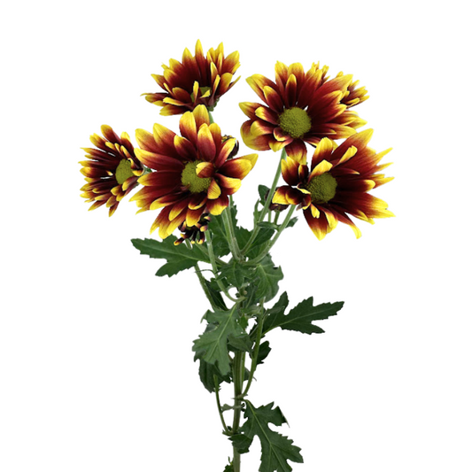 Pompom Daisy Bicolor Kadanz
