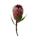 Protea Pink Ice (10 Stem)