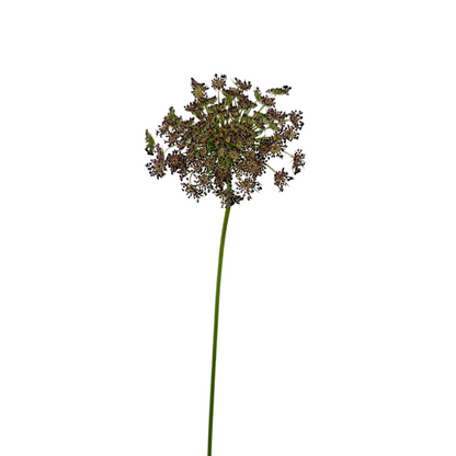 Queen Anne's Lace
