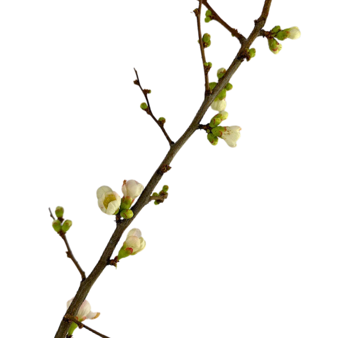 Quince Branch