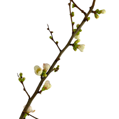 Quince Branch