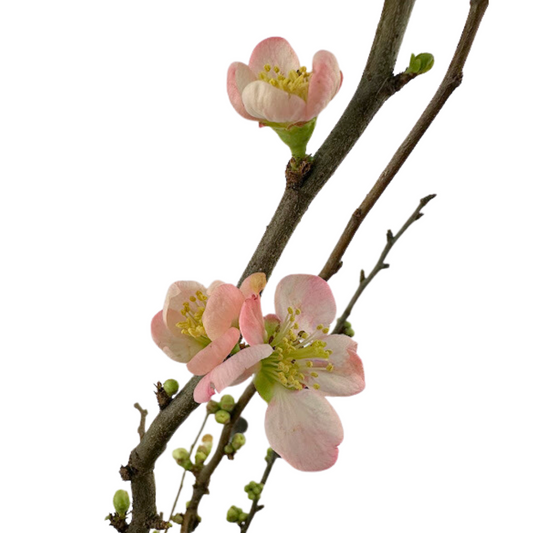 QUINCE BRANCH