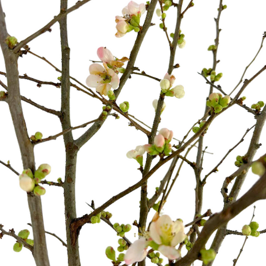 QUINCE BRANCH