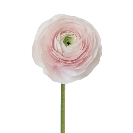 Ranunculus, Cloni
