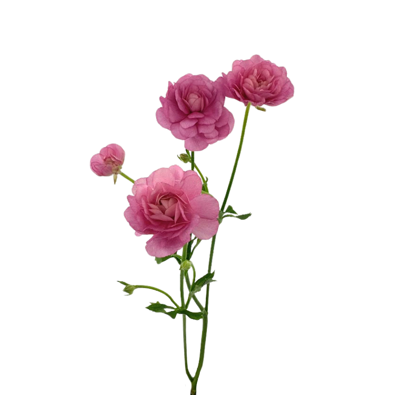 Ranunculus, Butterfly