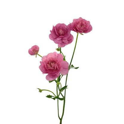 Ranunculus, Butterfly