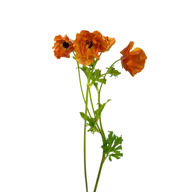 Ranunculus, Butterfly