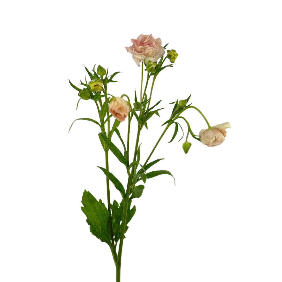 Ranunculus, Butterfly