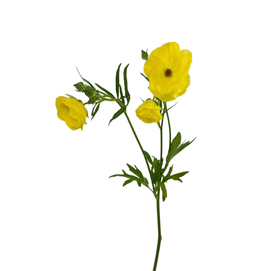Ranunculus, Butterfly