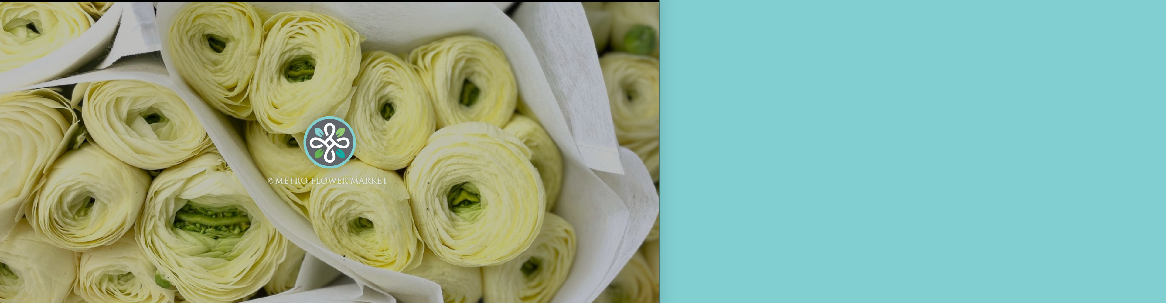 Bunches of ranunculus in white tissue sleeves on a blue background.