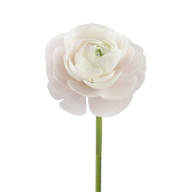Ranunculus, Elegance