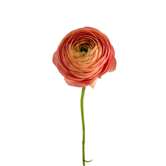 Ranunculus, Elegance