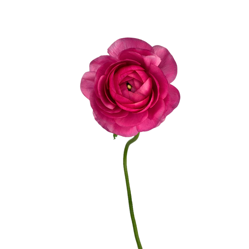 Ranunculus, Elegance