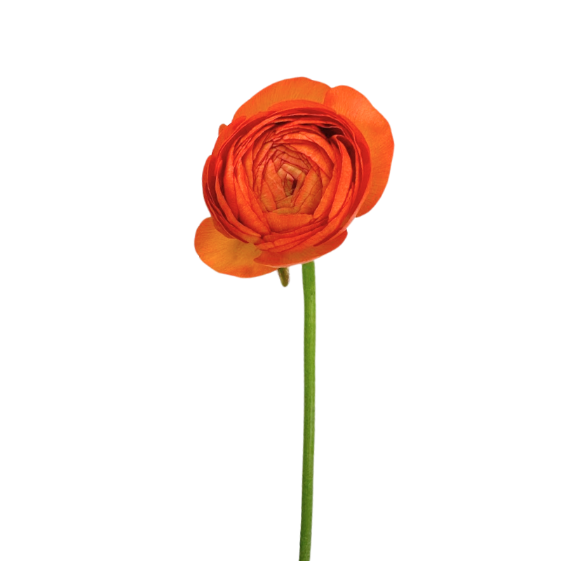 Ranunculus, Elegance
