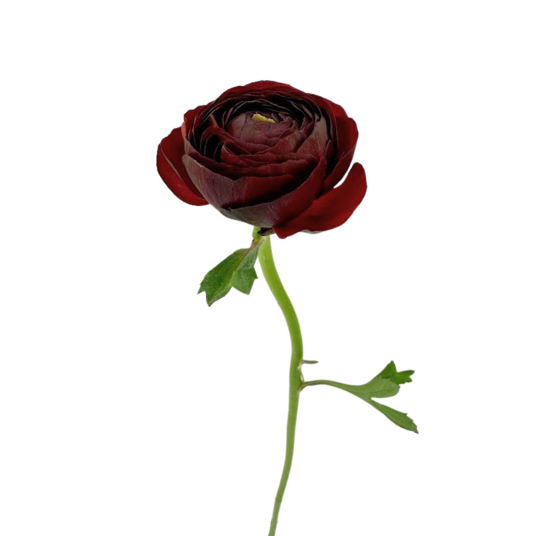 Ranunculus, Elegance
