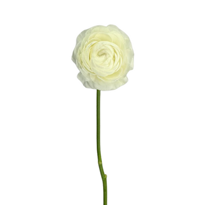 Ranunculus, Elegance