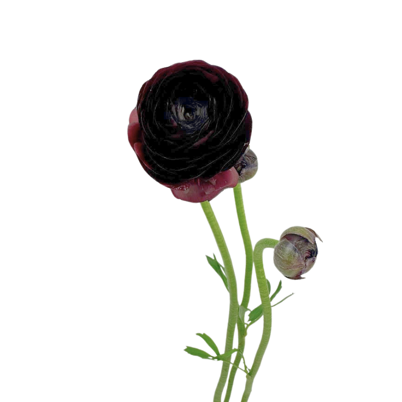 Ranunculus, Elegance