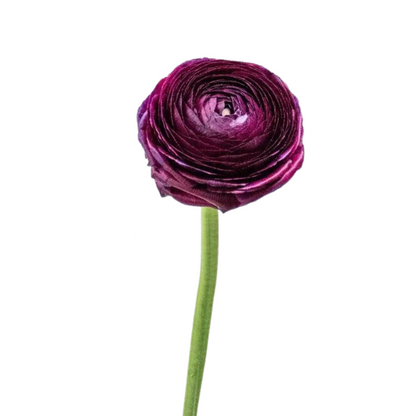 Ranunculus, Elegance