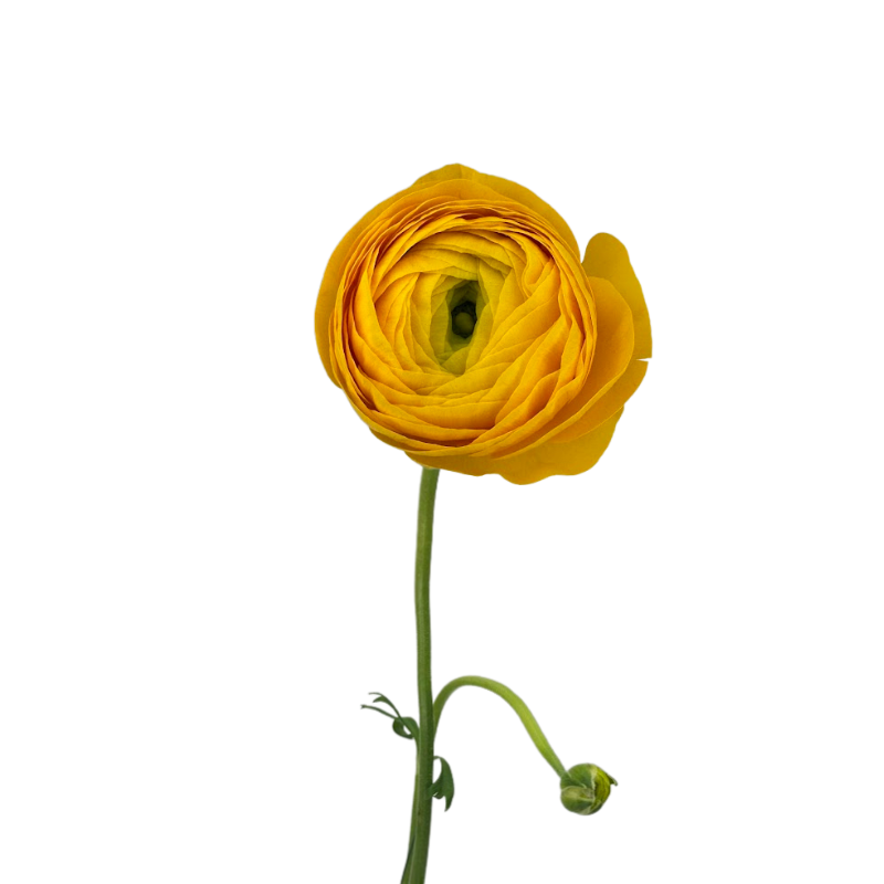 Ranunculus, Elegance