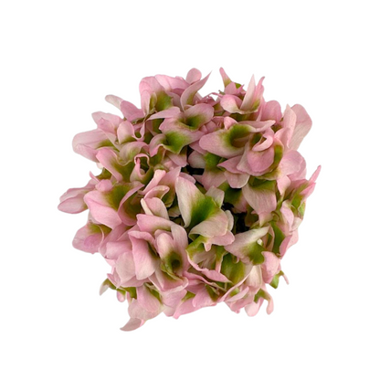 Ranunculus, Pon Pon