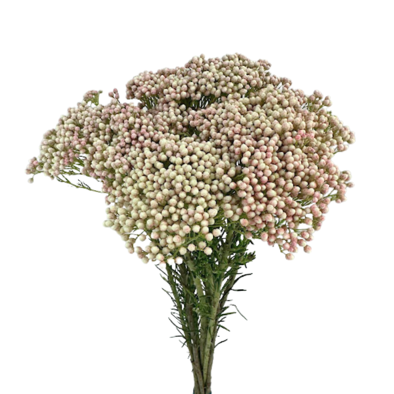 RICE FLOWER