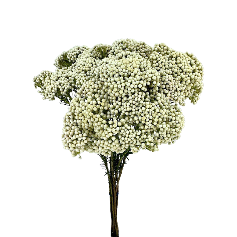 RICE FLOWER
