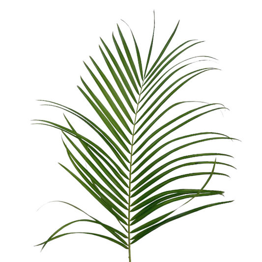 ROBELLINI PALM