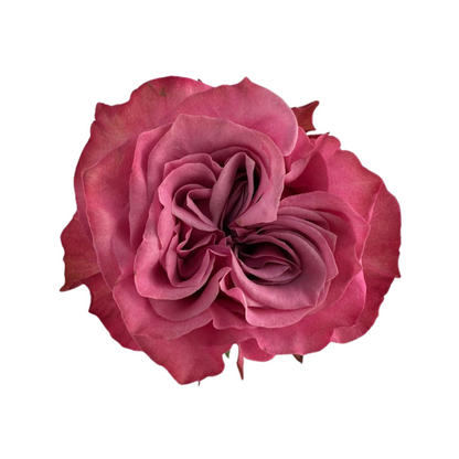 ROSE, GARDEN-STYLE
