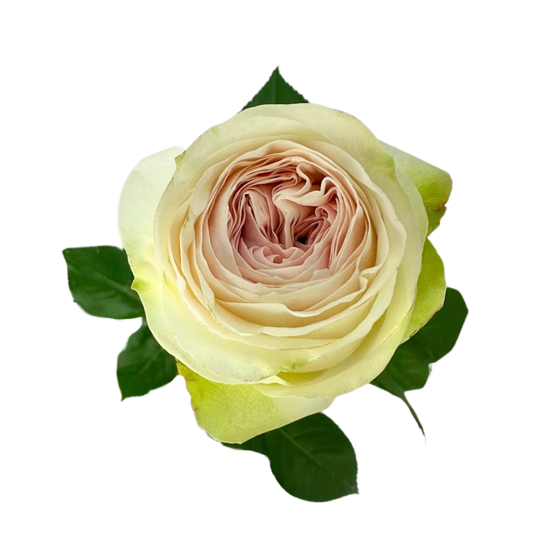 ROSE, GARDEN-STYLE