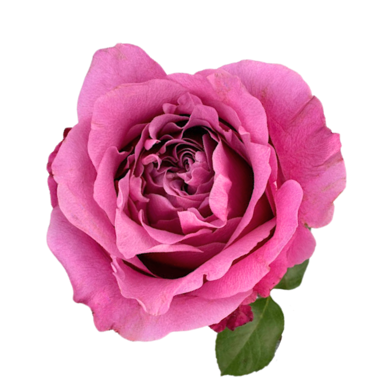ROSE, GARDEN-STYLE