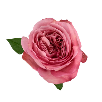 ROSE, GARDEN-STYLE
