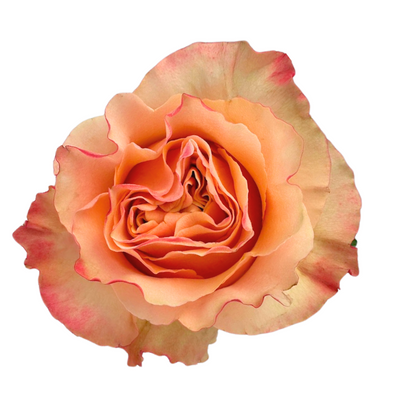 ROSE, GARDEN-STYLE