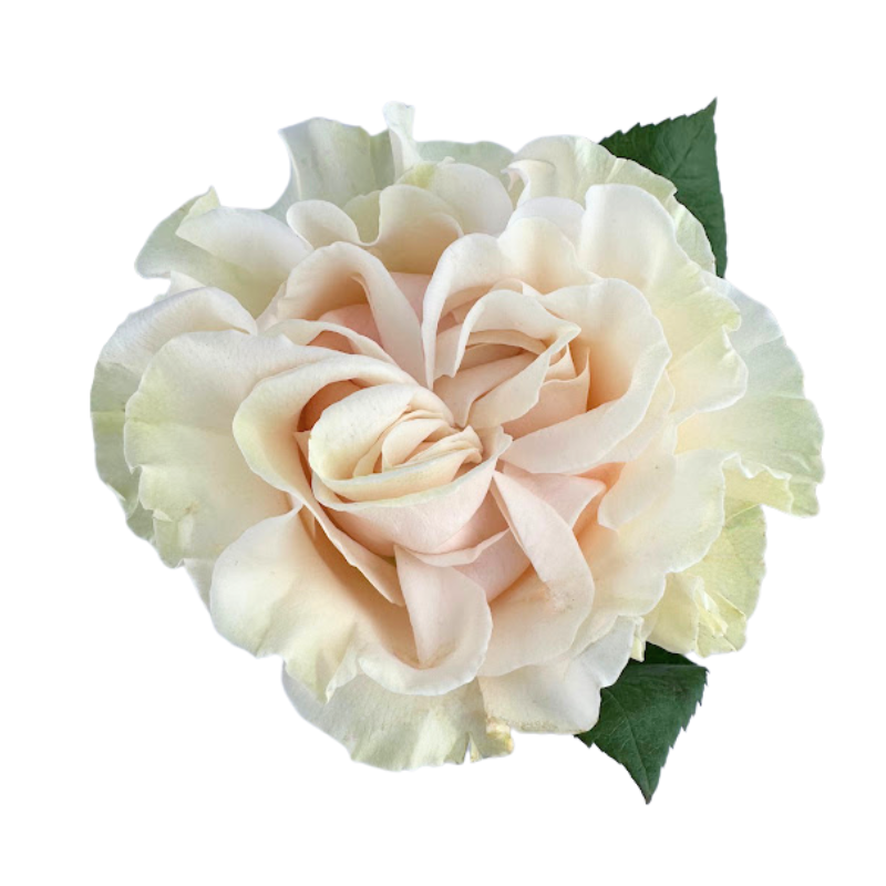 ROSE, GARDEN-STYLE