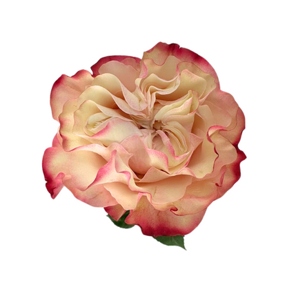 ROSE, GARDEN-STYLE
