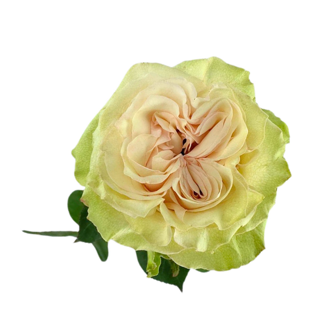 ROSE, GARDEN-STYLE