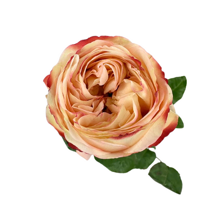 ROSE, GARDEN-STYLE