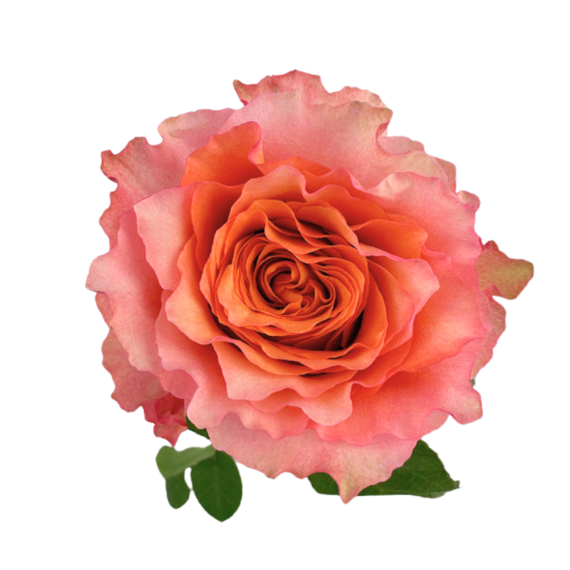 ROSE, GARDEN-STYLE