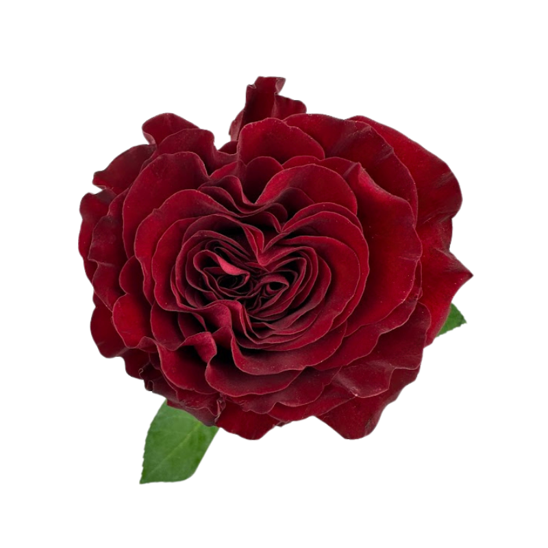 ROSE, GARDEN-STYLE